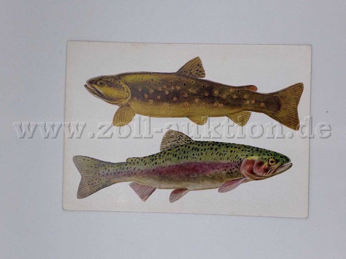 Fische Fische