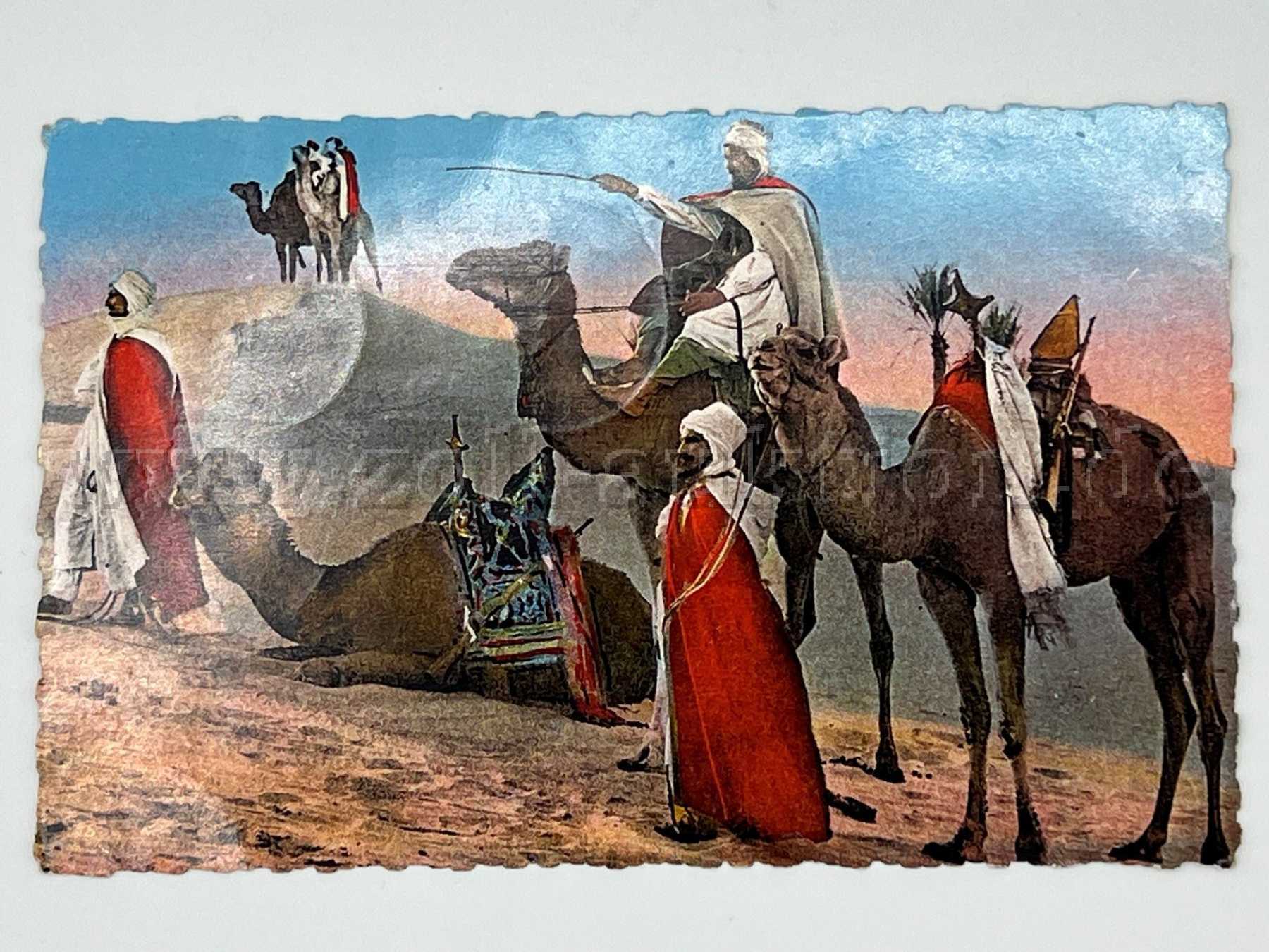 Postkarte Kamele