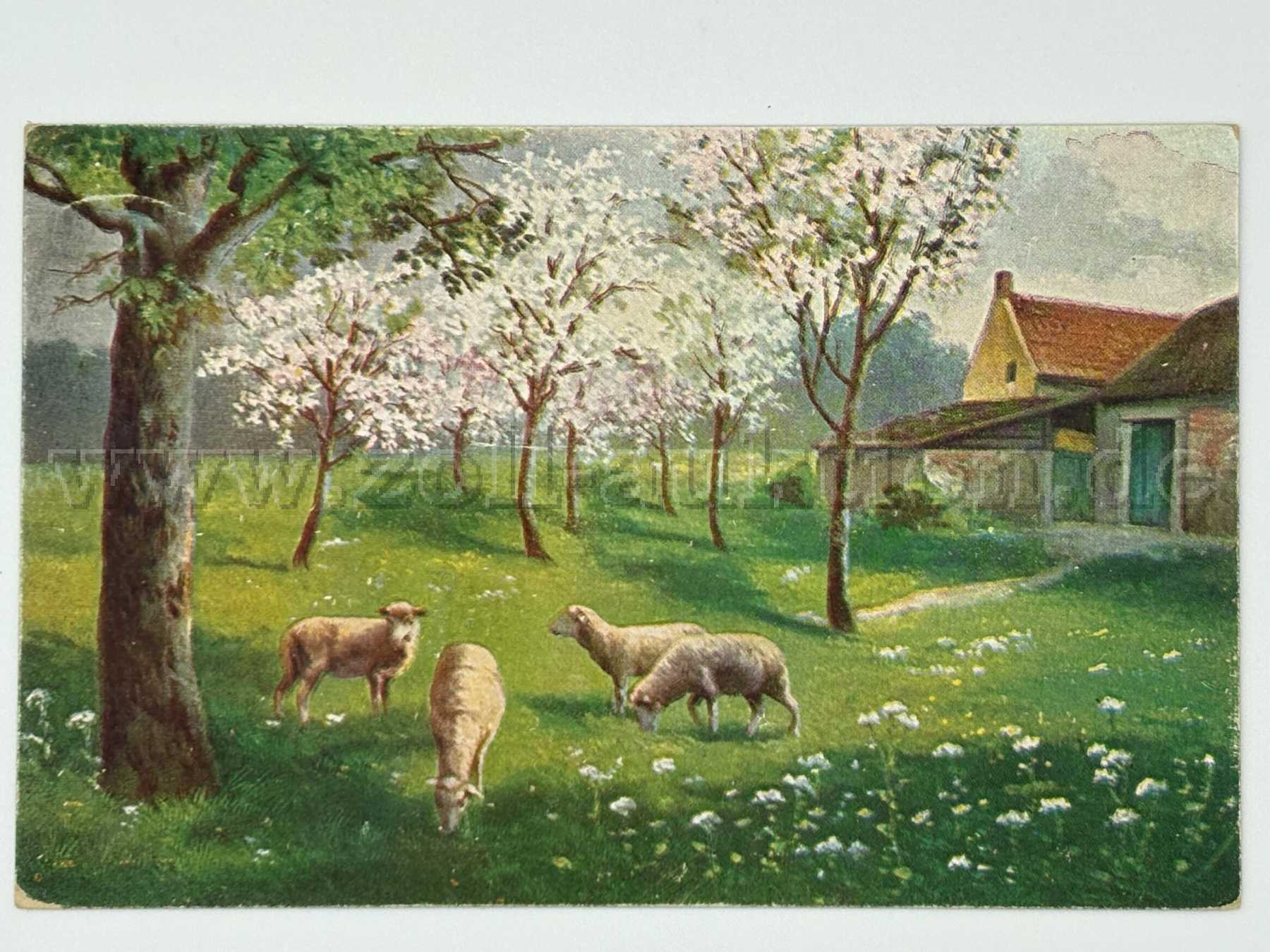 Postkarte Schafe