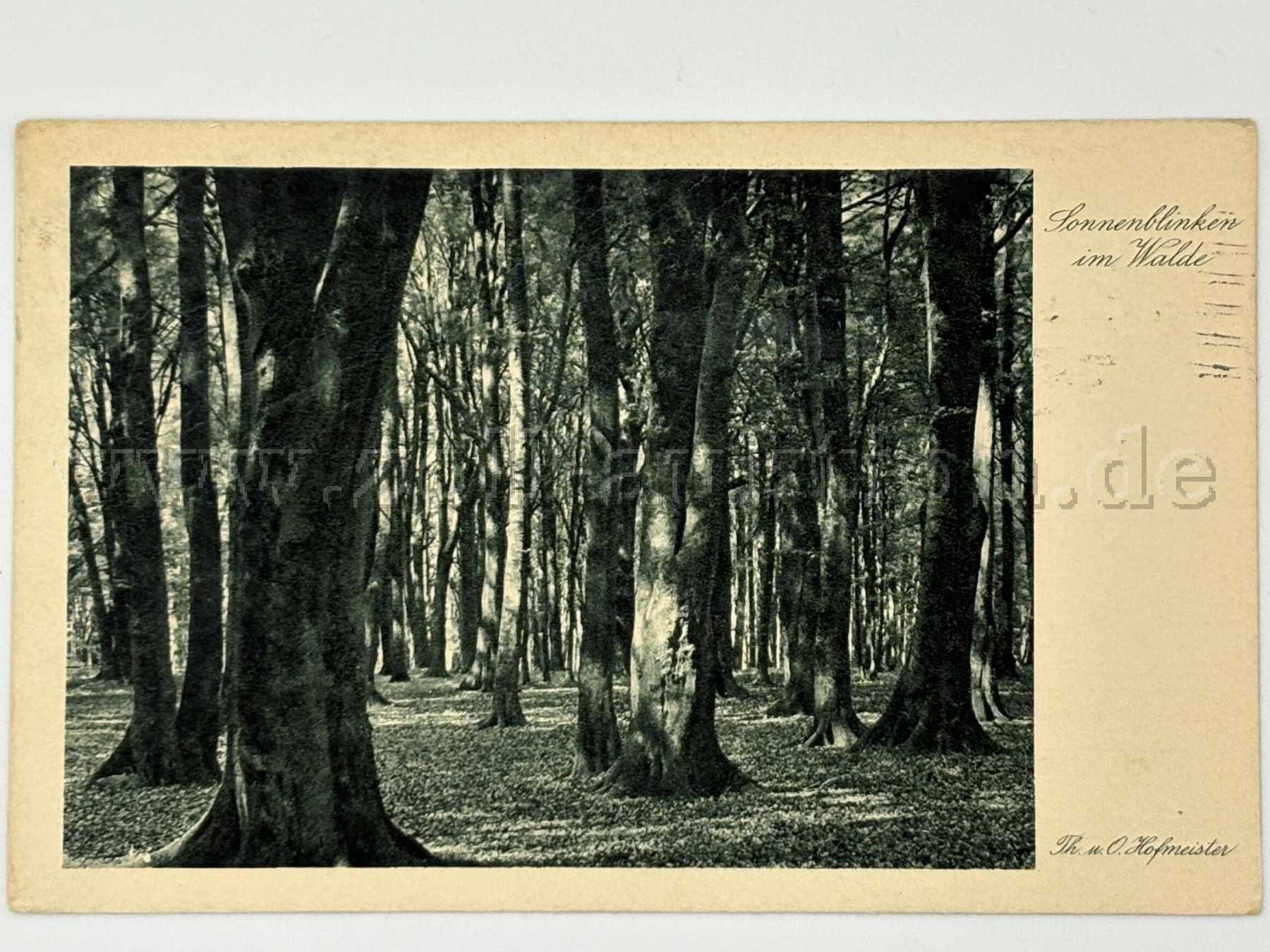 Postkarte Wald