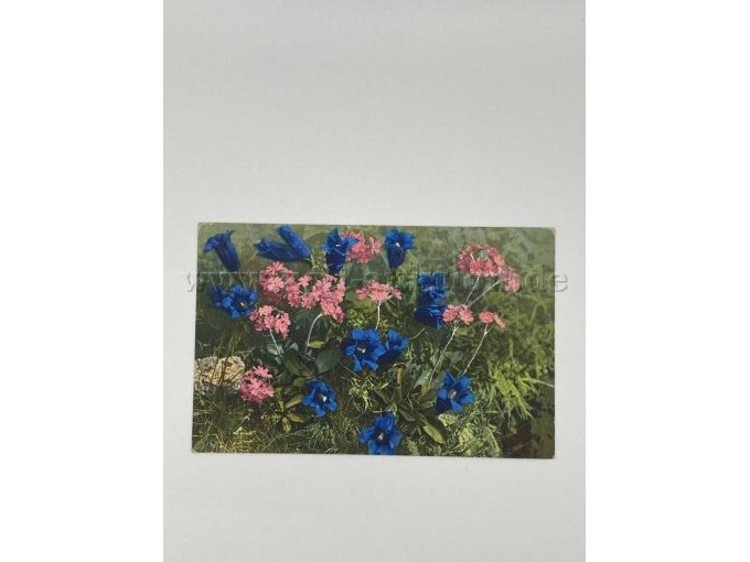 Blaue und rosafarbene Blumen