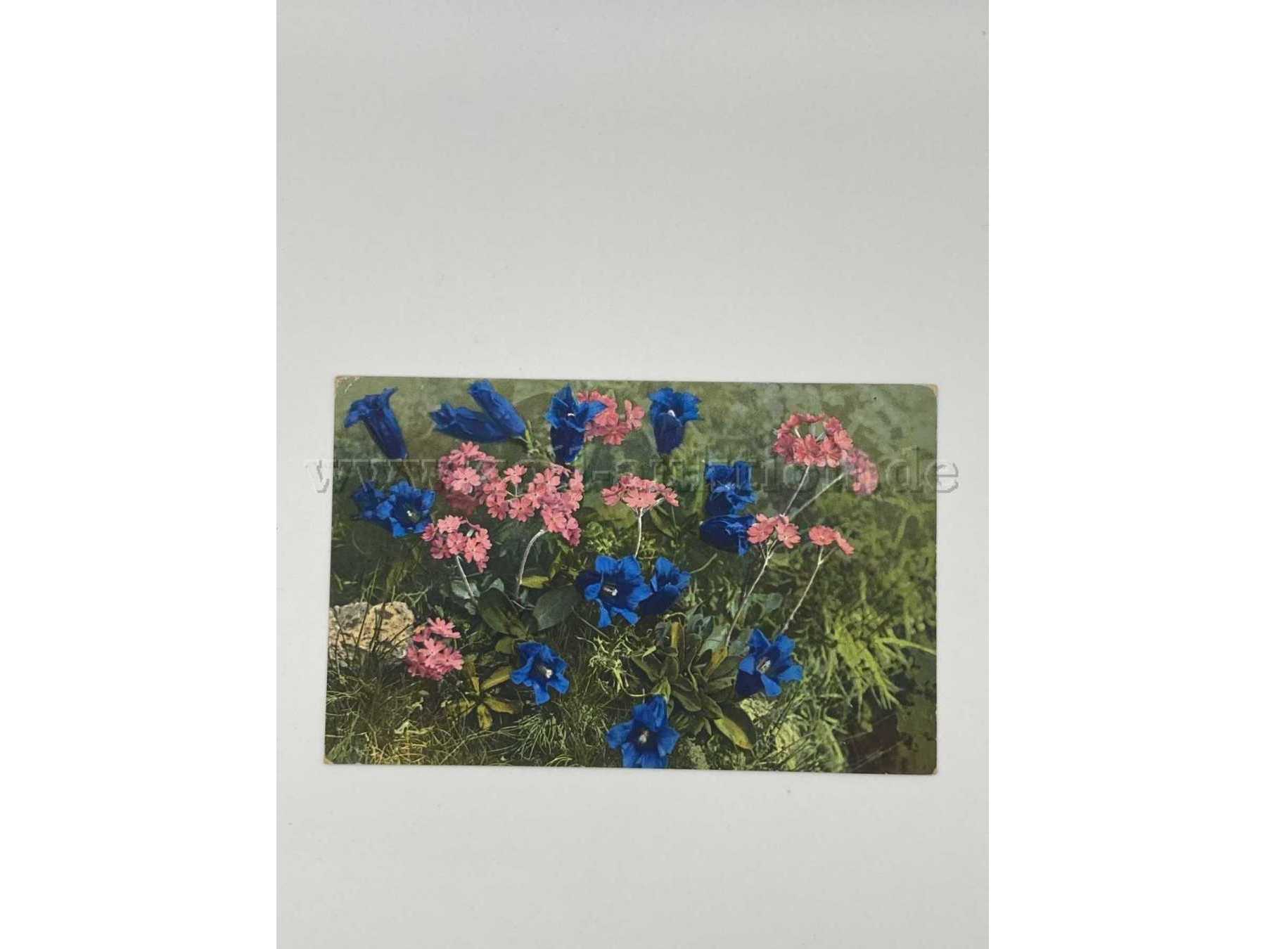 Blaue und rosafarbene Blumen