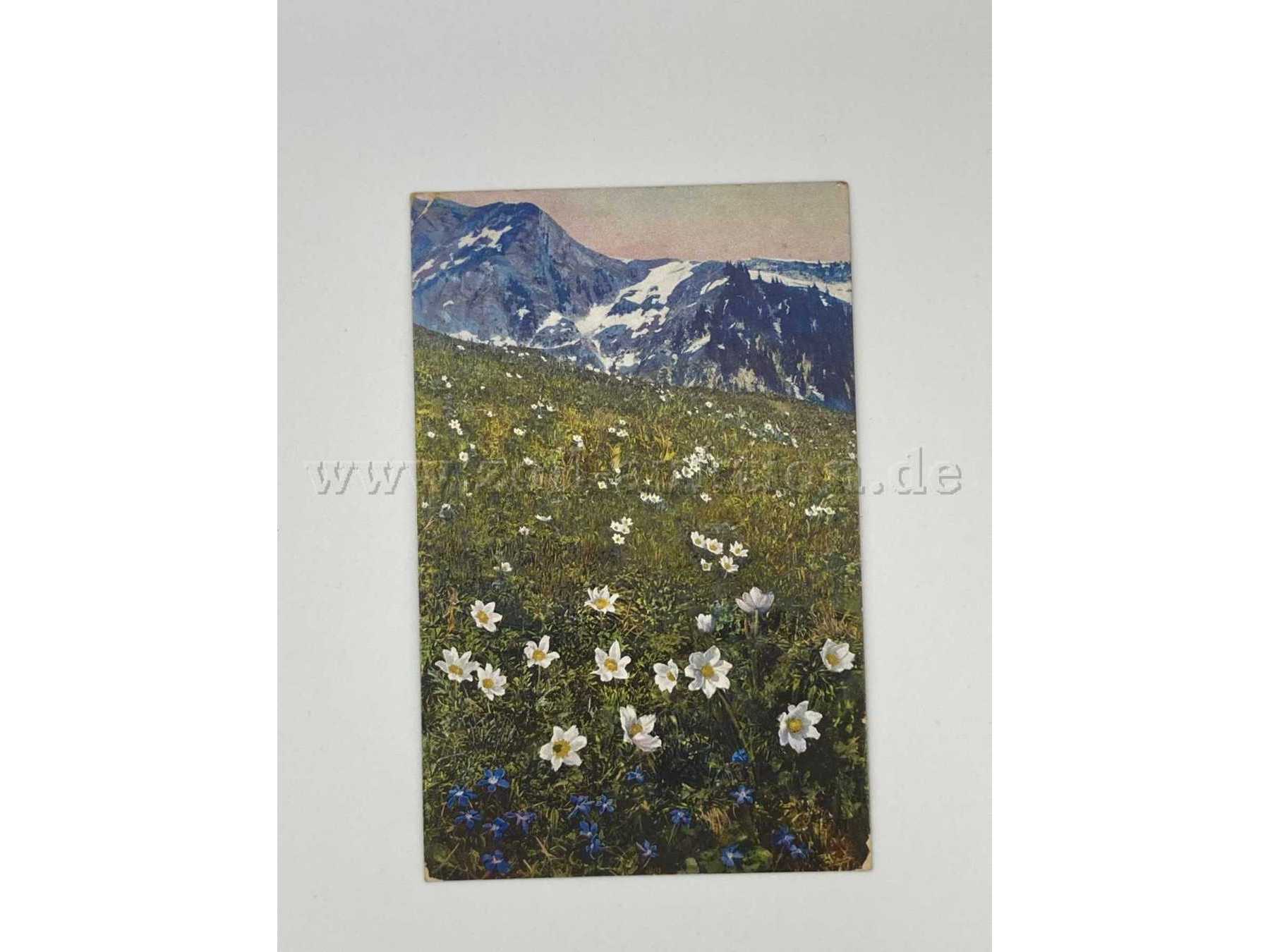 Blumenwiese und Berge