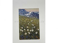 Blumenwiese und Berge