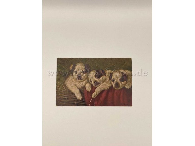 Postkarte 8
3 Hundewelpen