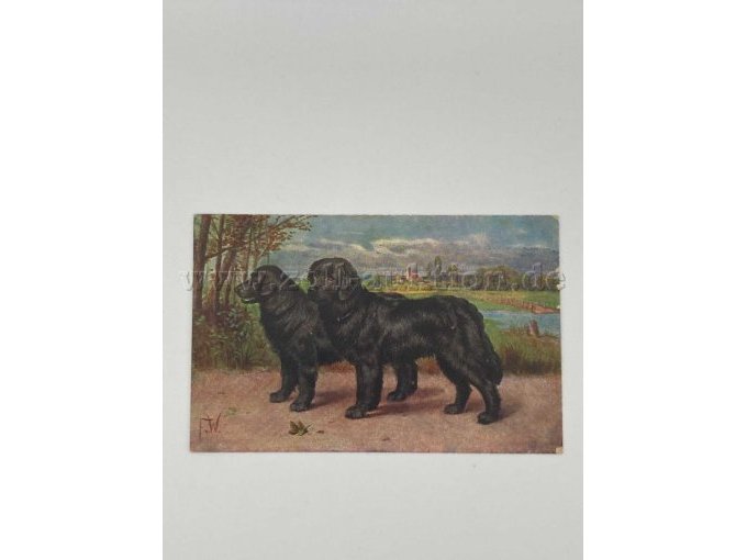 Postkarte 9
2 stehende schwarze Hunde
