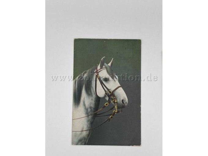 Postkarte 2
Weißes Pferd