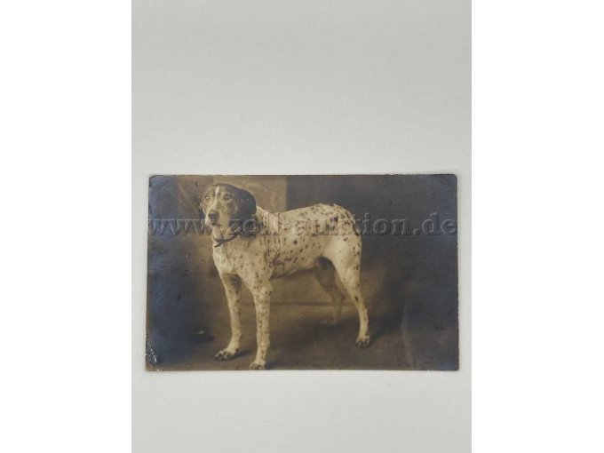 Postkarte 1
Hund