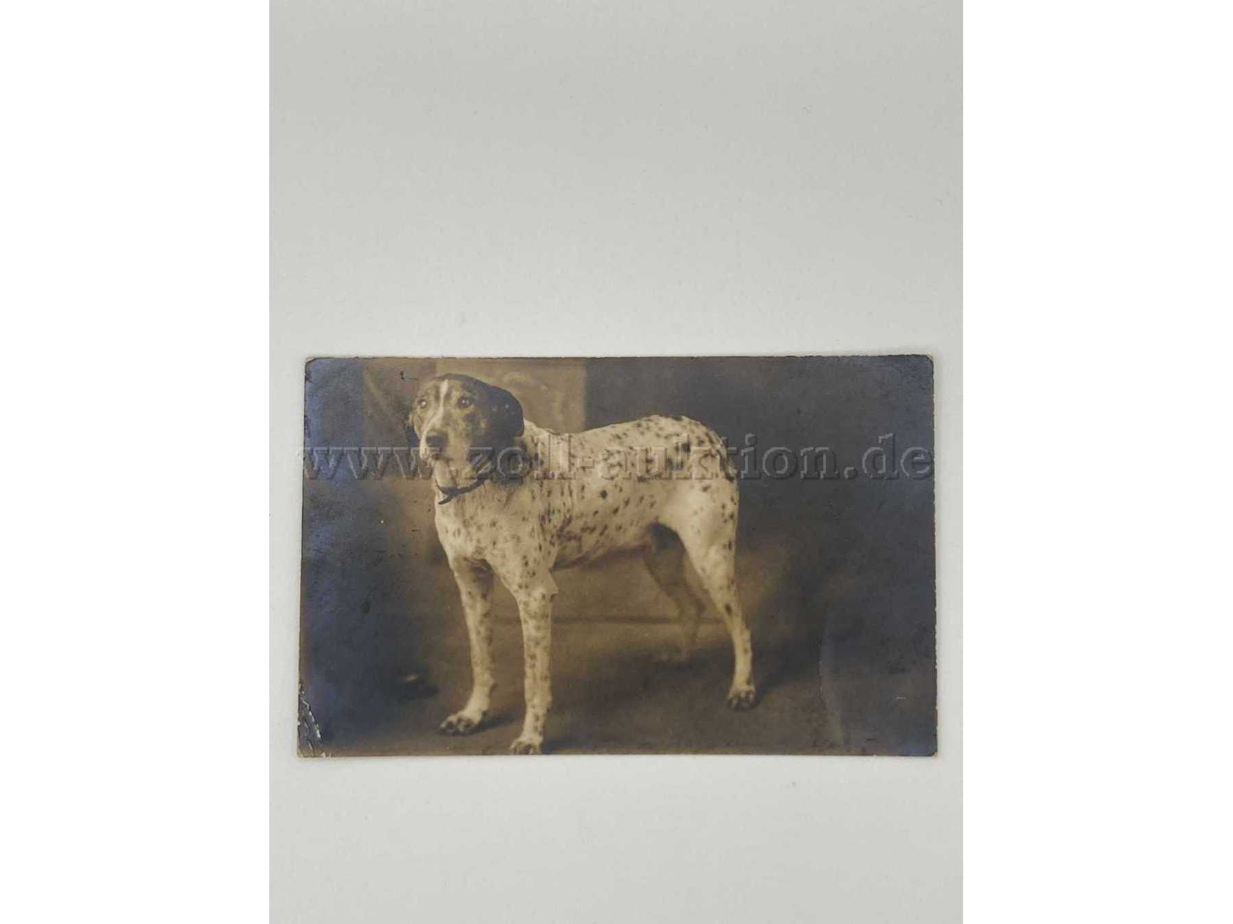 Postkarte 1
Hund