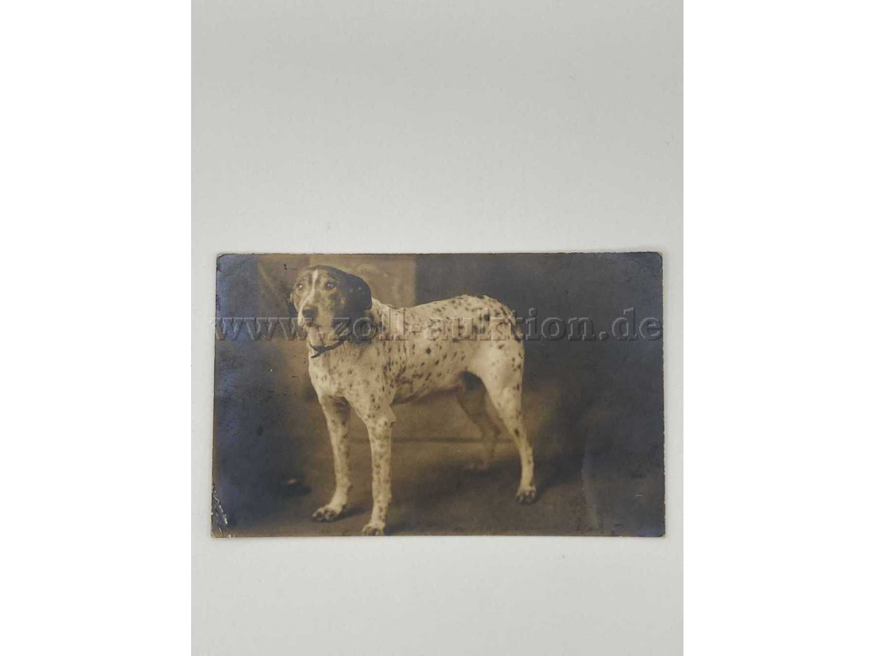 Postkarte 1
Hund