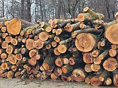 10 Raummeter Brennholz