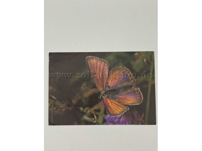 Postkarte 1
Schmetterling