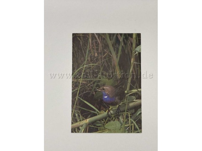 Postkarte 3
Vogel