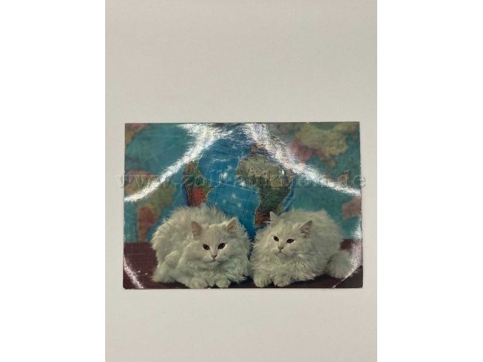 Postkarte 2
2 weiße Katzen