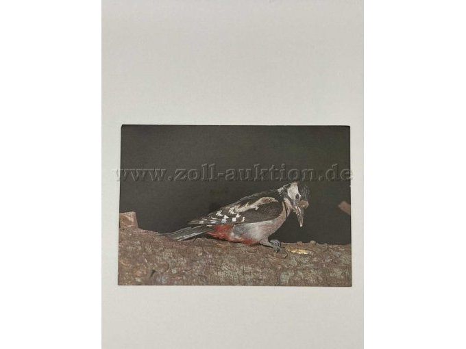 Postkarte 5
Vogel