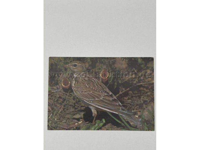 Postkarte 12
Vogel
Gleiches Motiv wie Postkarte 12