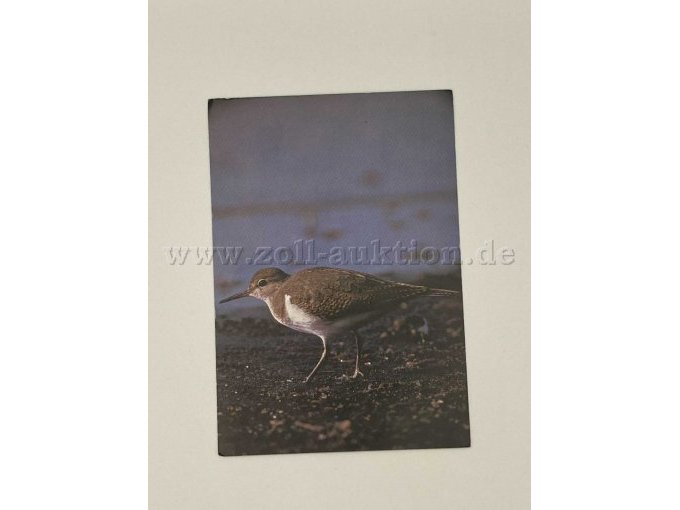 Postkarte 7
Vogel
