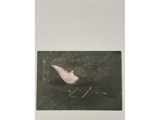 Postkarte 9
Vogel