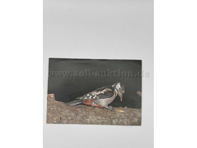 Postkarte 6
Vogel
Gleiches Motiv wie Postkarte 6