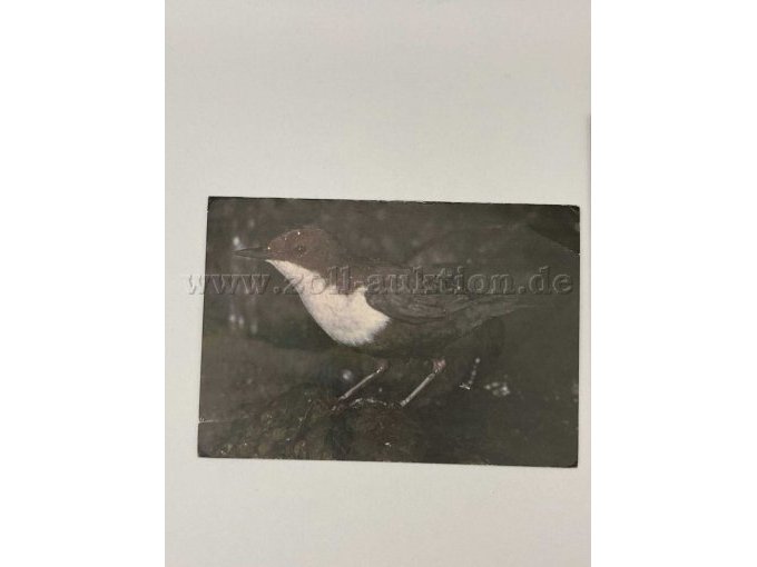 Postkarte 10
Vogel
Gleiches Motiv wie Postkarte 10