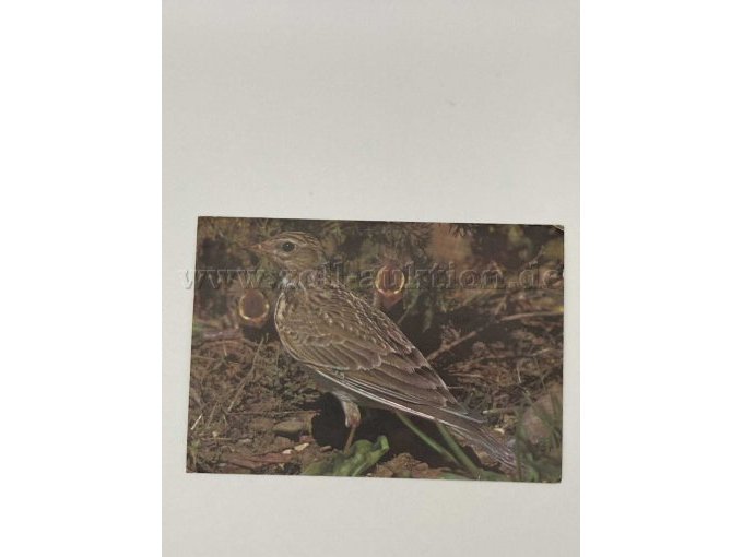 Postkarte 11
Vogel
