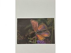Postkarte 1
Schmetterling