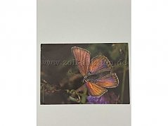 Postkarte 1
Schmetterling
