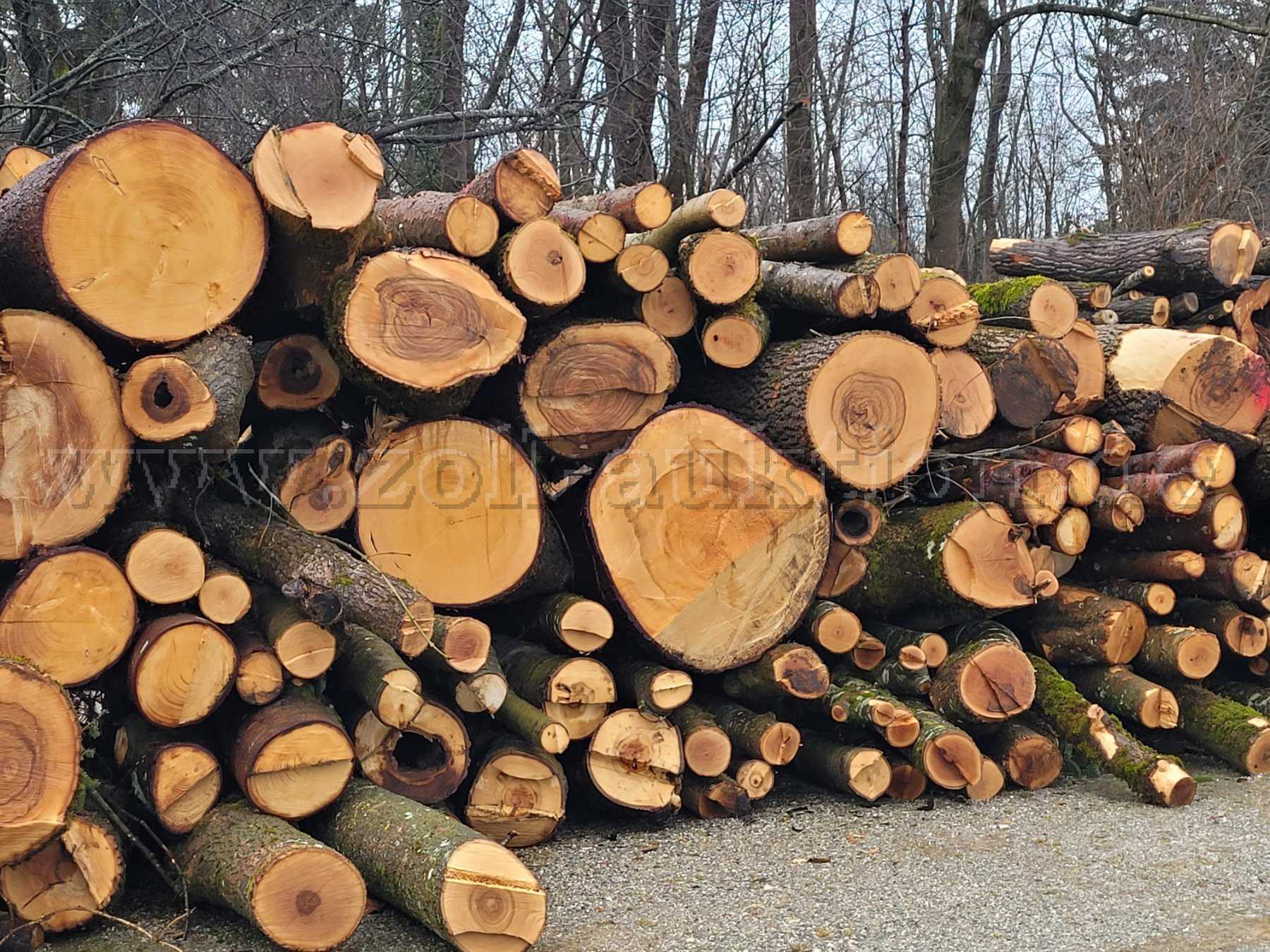 15 Raummeter Brennholz