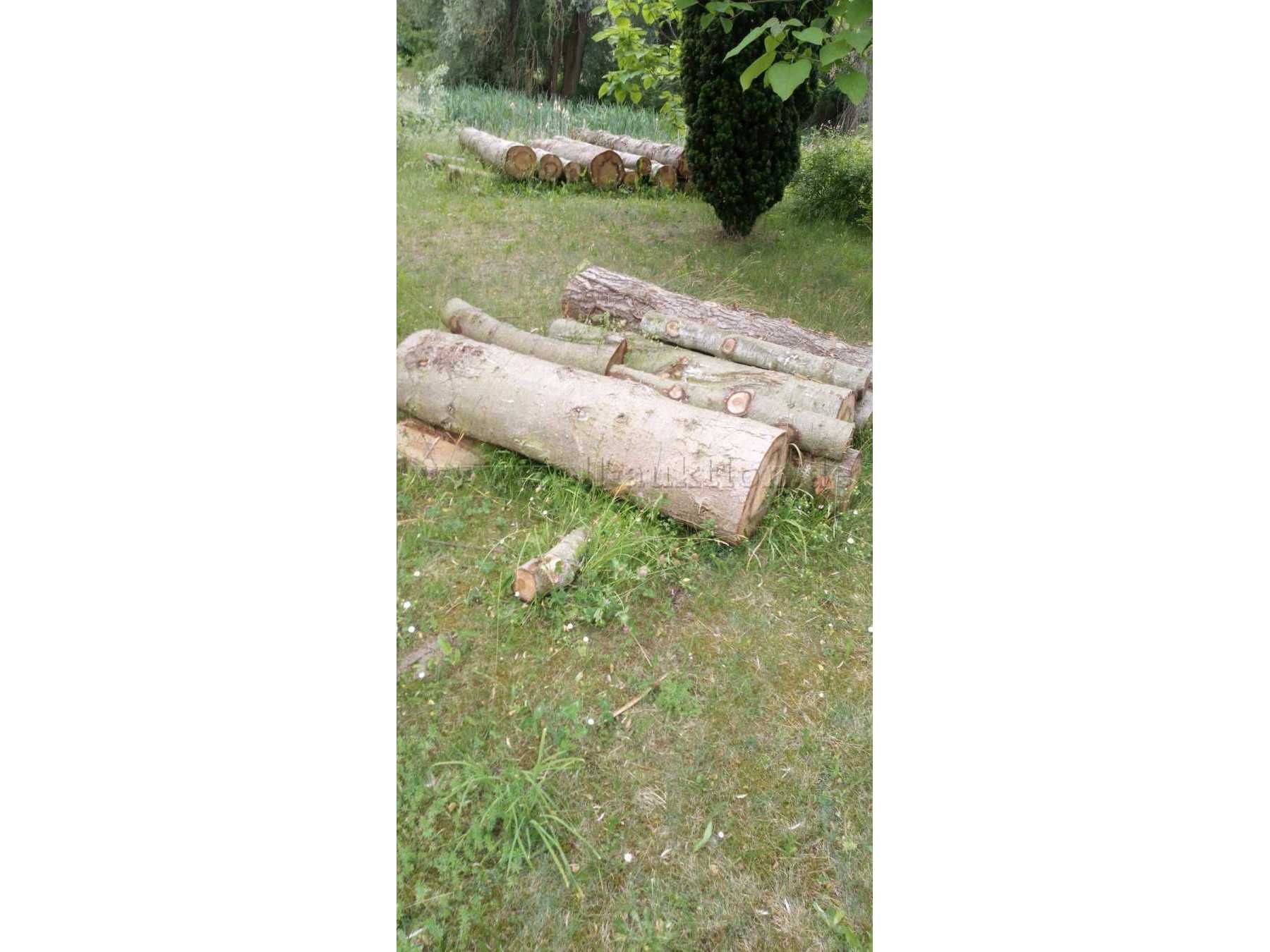 versch. Holzstämme