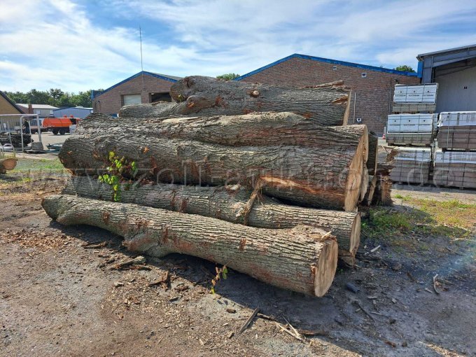 Holzpolter