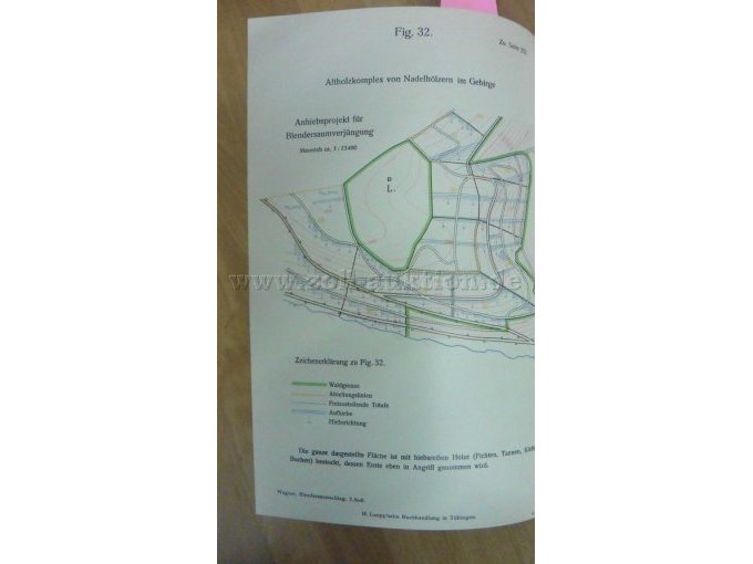 Figur 32 Altholzkomplex von Nadelhölzern im Gebirge