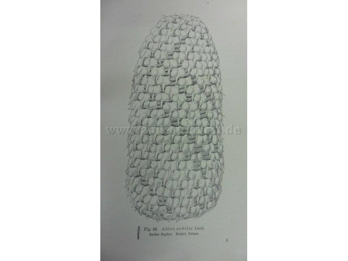 Figur 42 Abies nobilis