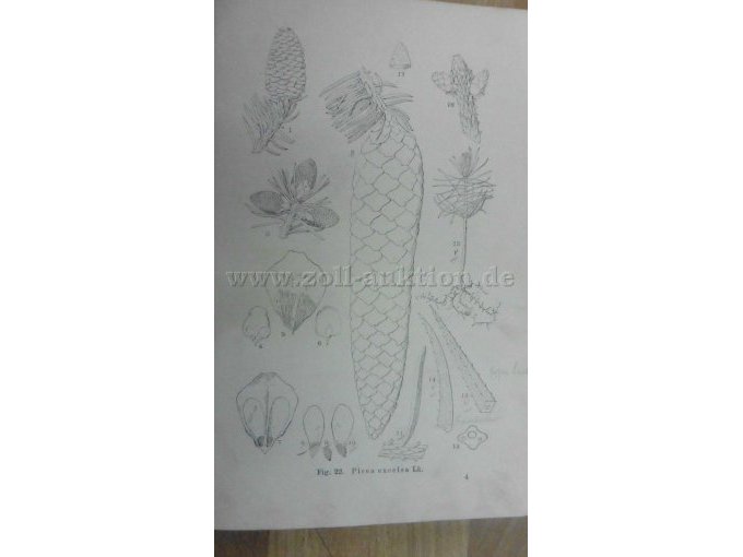 Figur 22 Picea excelsa