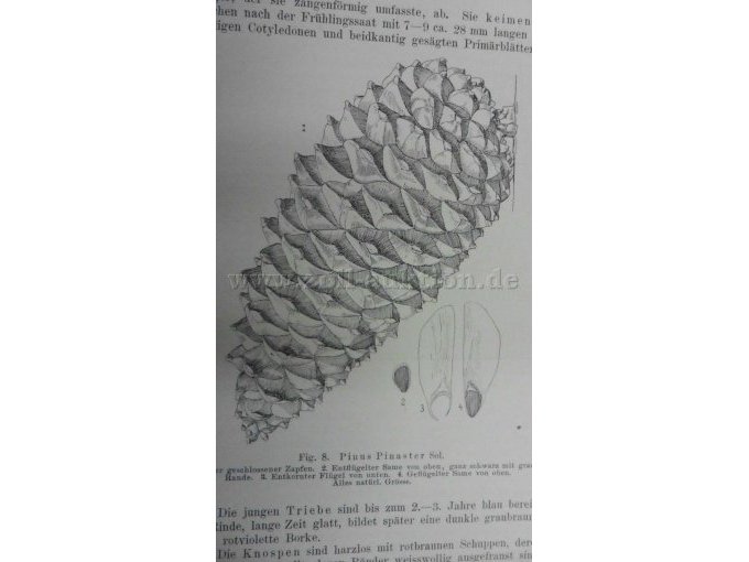 Figur 8 Pinus Pinaster