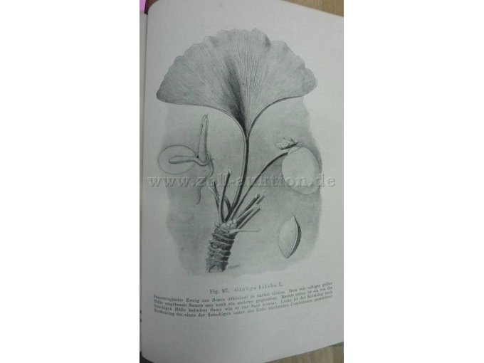 Figur 97 Ginkgo biloba