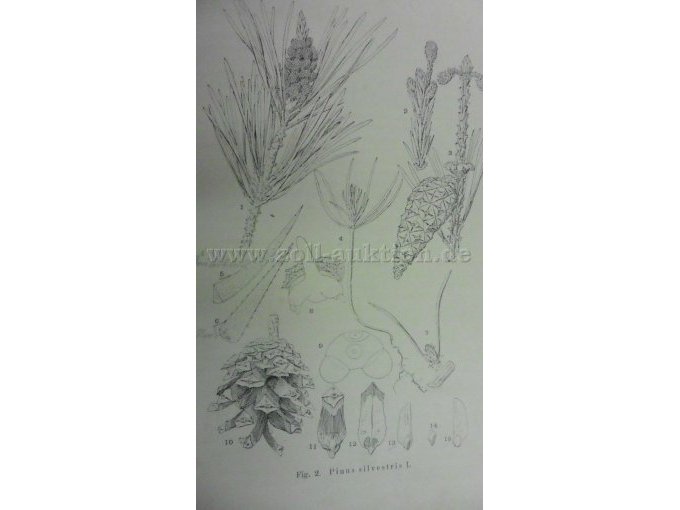 Figur 2 Pinus silvestris