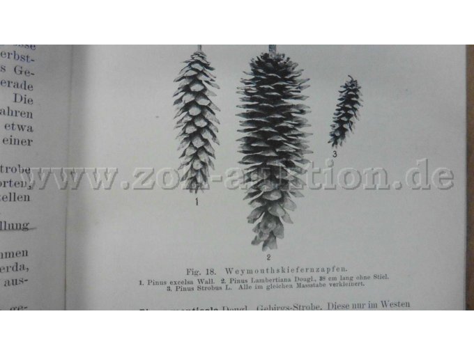 Figur 18 Weymouthskiefernzapfen