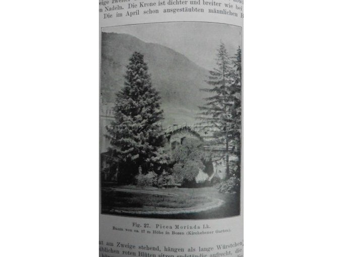 Figur 27 Picea Morinda
