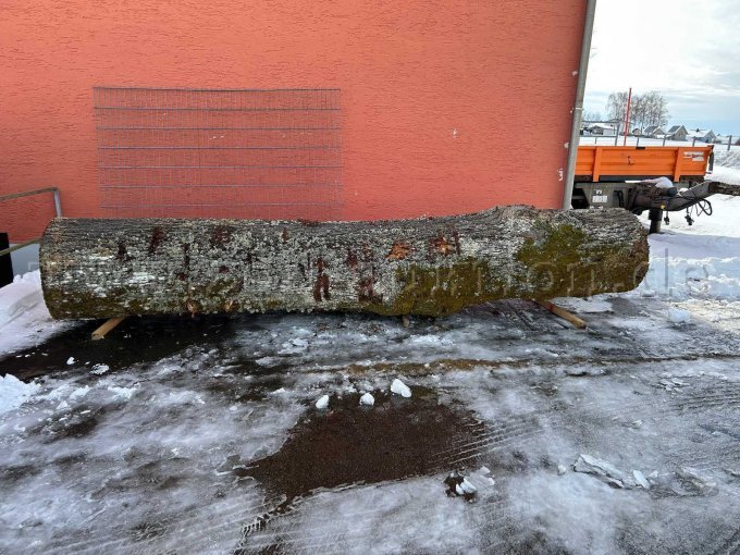 Eichenstamm ganz Eichenstamm ganz