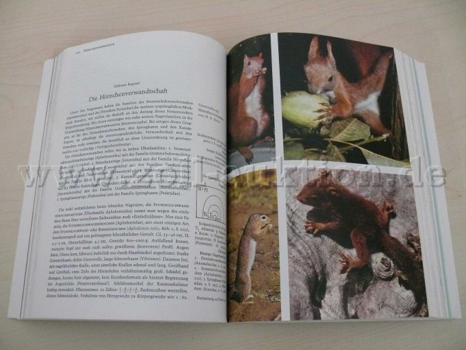 Beispielseite mit Fotos