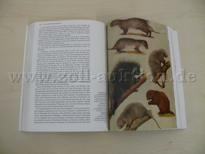 Beispielseite mit Zeichnungen