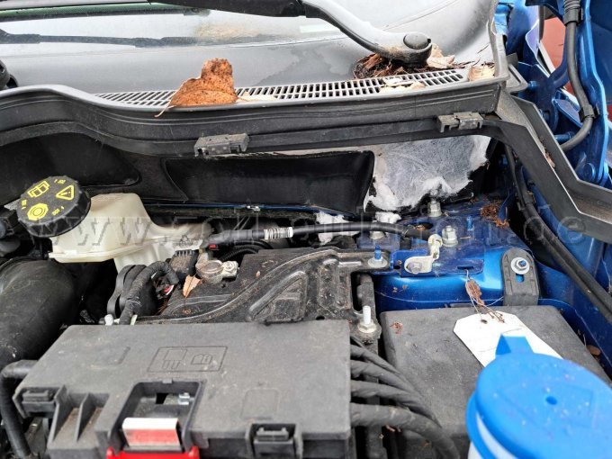 Marderschaden Motor 1