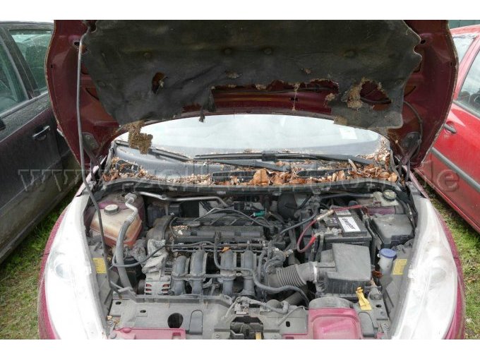 Motor