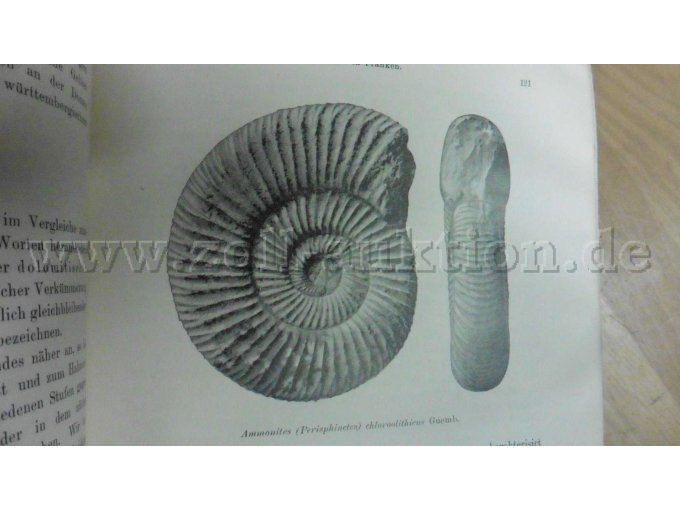 Ammonites (Perisphinctes) chloroolithicus Guemb