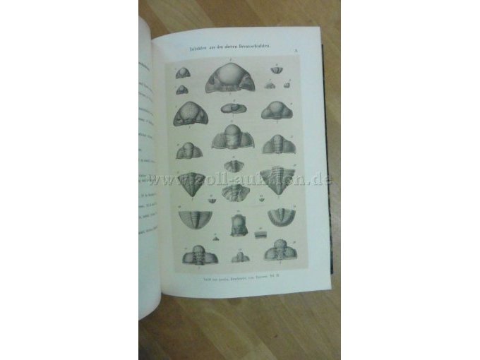 Trilobiten aus den oberen Devonschichten (Band 3)