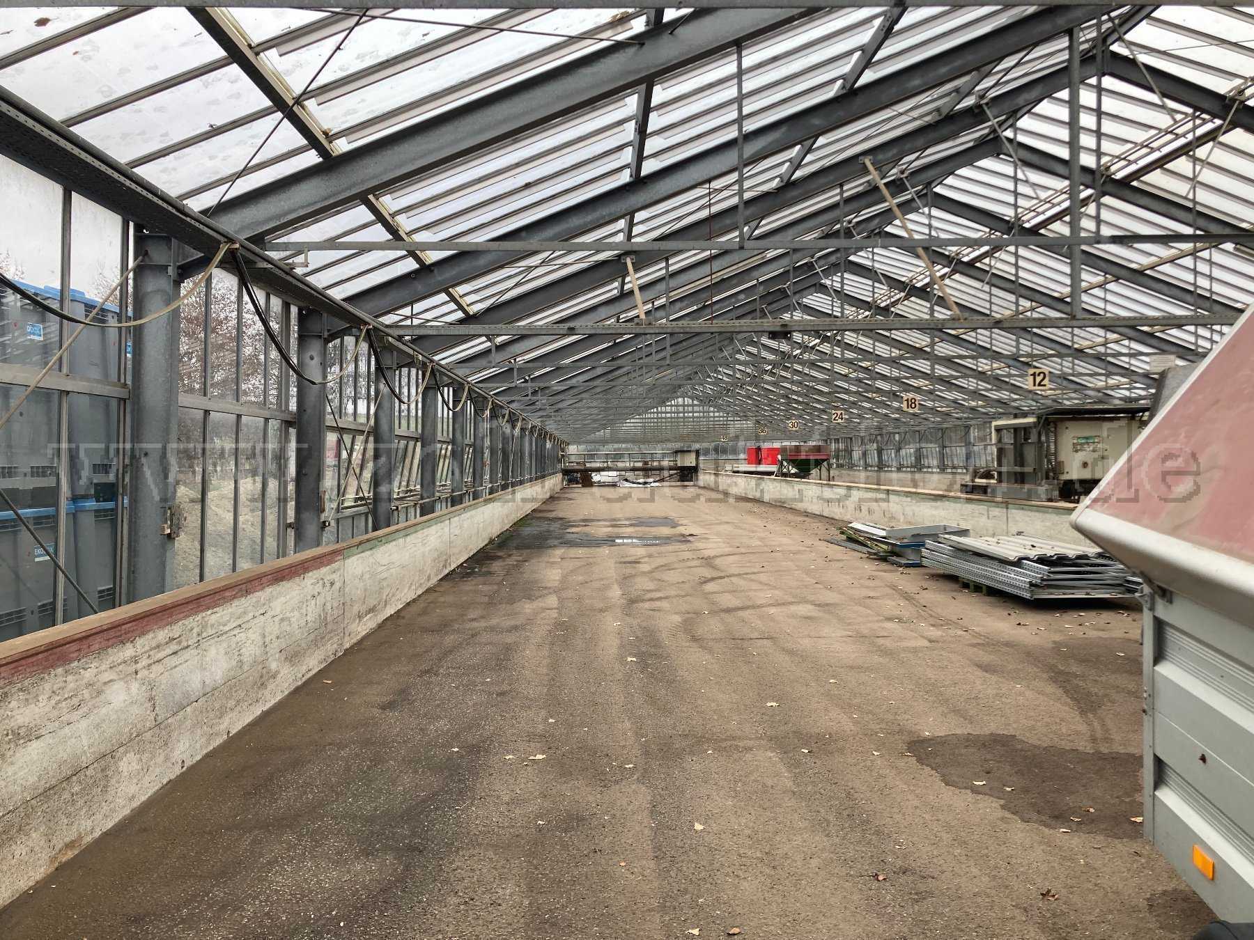 Gewächshaus Innenansicht