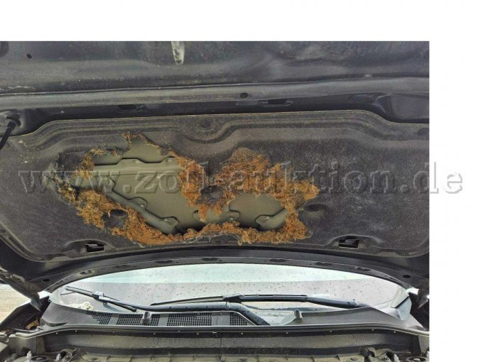 Motorhaube Kleintierschaden