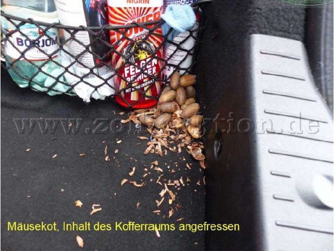 Nagetier im Kofferraum