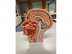 Bild Medianschnitt Kopf