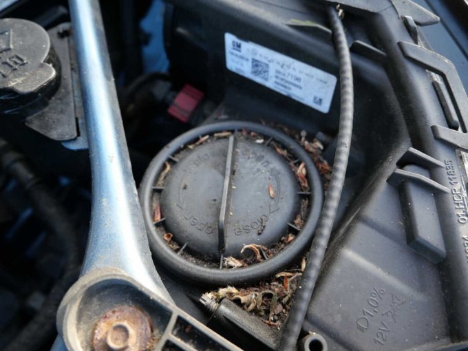 Motorraum Nahrungsrückstände